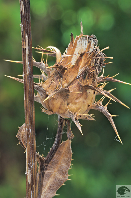  MG 3578 welke Blumen